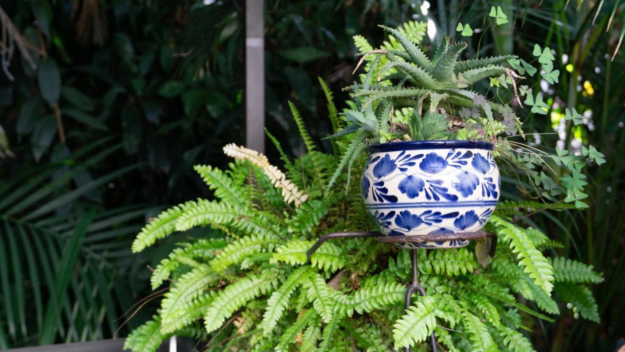 El Jardin Del Eden B&B Boutique Cuernavaca Exteriér fotografie